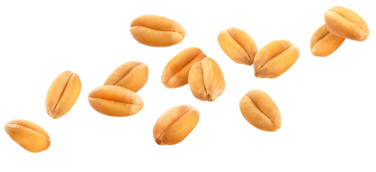 Blé