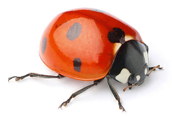 Coccinelle Coccinelle